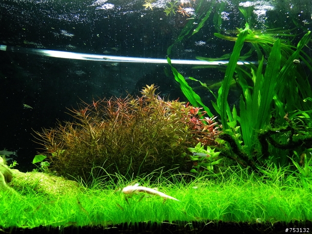 [水族]牛毛草原成景照(20009.11.22~2010.02.19)&新佈景開始。