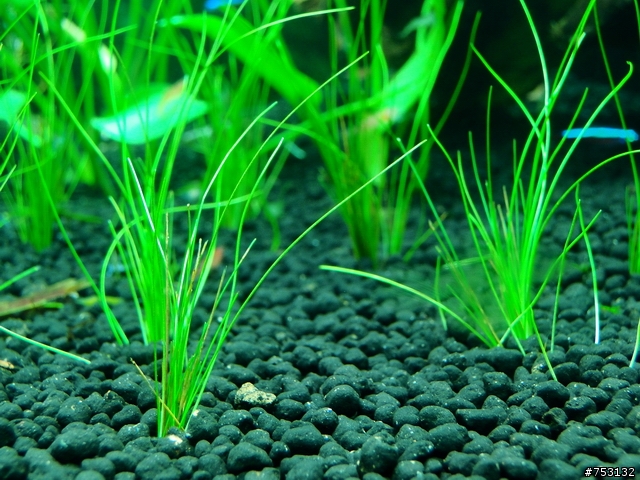 [水族]牛毛草原成景照(20009.11.22~2010.02.19)&新佈景開始。