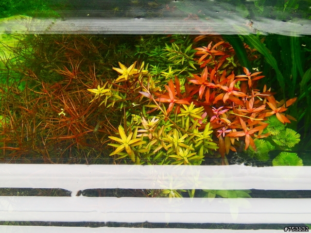 [水族]牛毛草原成景照(20009.11.22~2010.02.19)&新佈景開始。