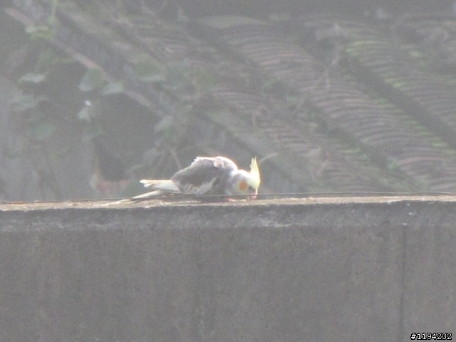 請問這是什麼鳥種?