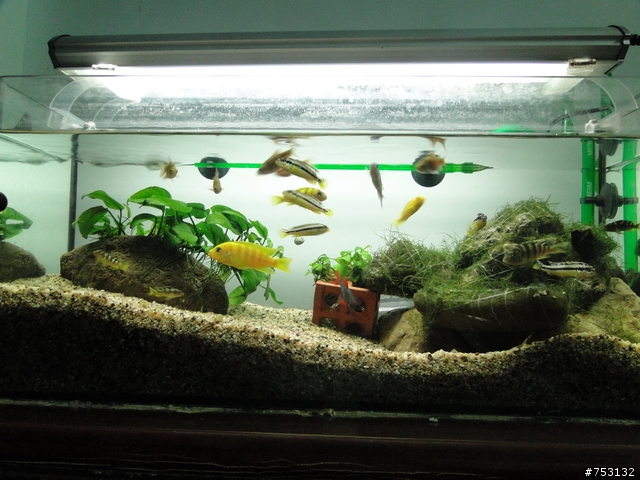 [水族]牛毛草原成景照(20009.11.22~2010.02.19)&新佈景開始。