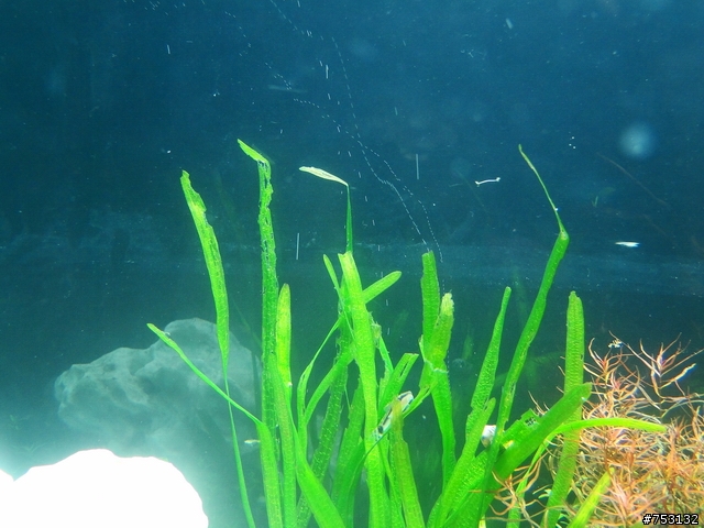 [水族]牛毛草原成景照(20009.11.22~2010.02.19)&新佈景開始。