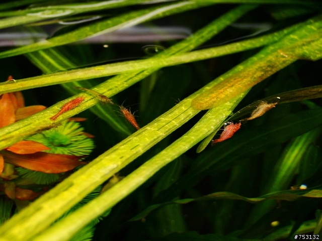 [水族]牛毛草原成景照(20009.11.22~2010.02.19)&新佈景開始。
