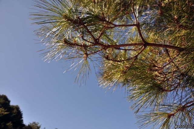 [1/17]兩人的阿里山一日遊