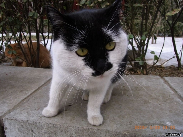 像希特勒的貓貓