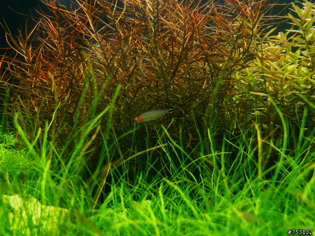 [水族]牛毛草原成景照(20009.11.22~2010.02.19)&新佈景開始。