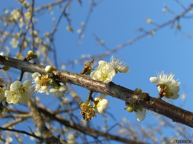 20100113梅林親水岸~~
