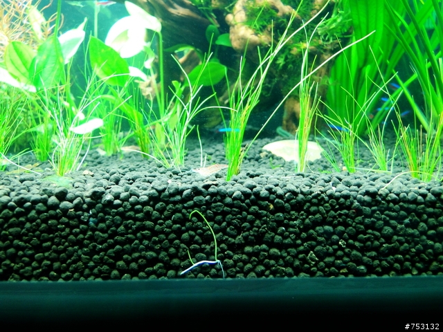 [水族]牛毛草原成景照(20009.11.22~2010.02.19)&新佈景開始。