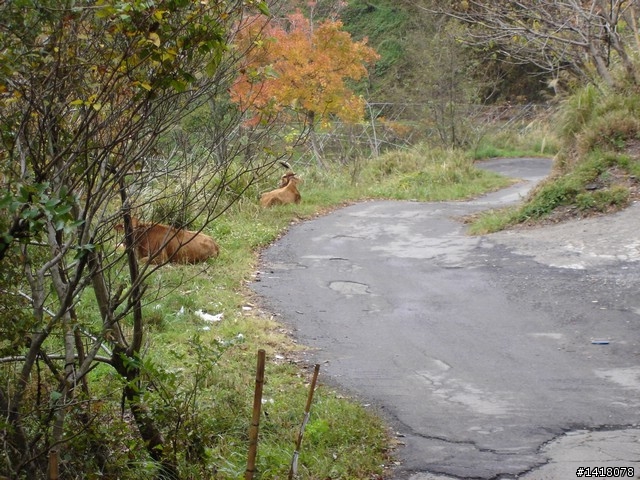 你也可以完成夢想 司馬庫斯二日遊
