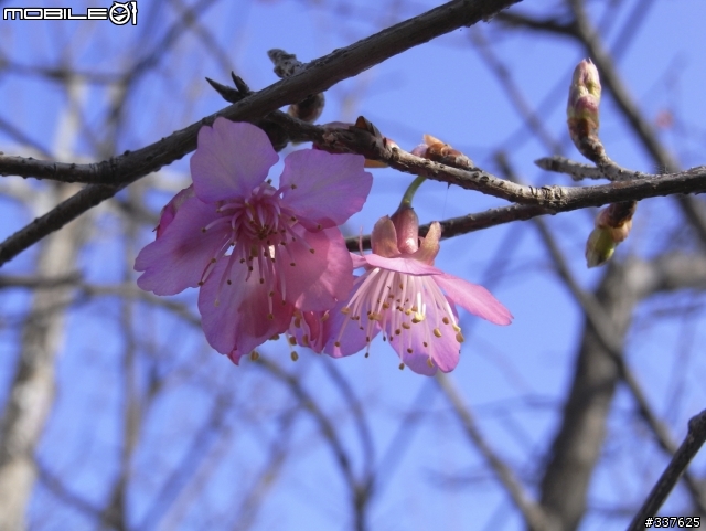 R10拍花花~