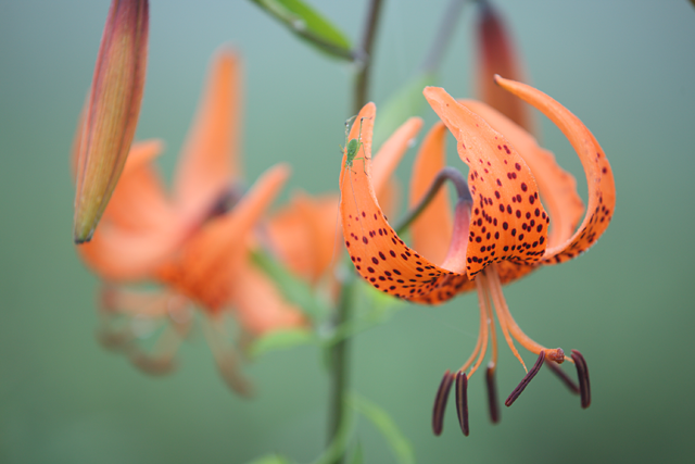 [小白兔] Canon EF 70-200mm f/2.8L IS II USM sample四張