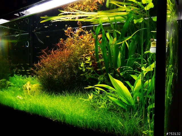 [水族]牛毛草原成景照(20009.11.22~2010.02.19)&新佈景開始。