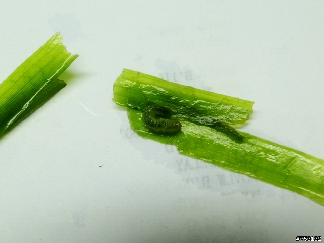 [水族]牛毛草原成景照(20009.11.22~2010.02.19)&新佈景開始。