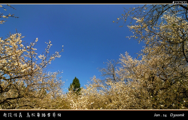 烏松崙+柳家梅園~~賞梅囉!!