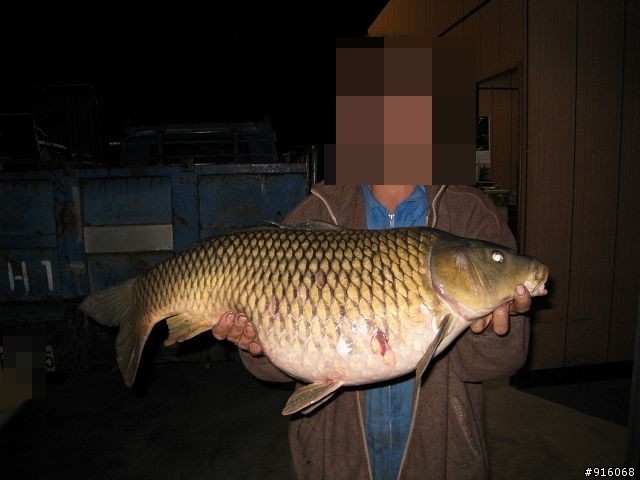 大甲溪怎麼會有這種魚?