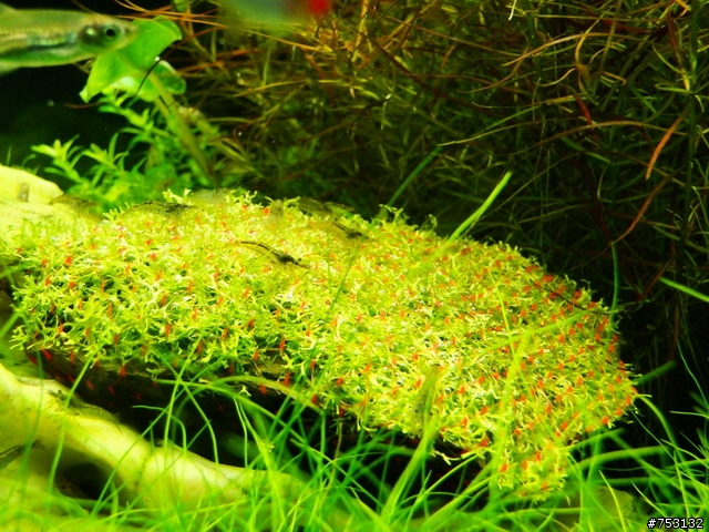 [水族]牛毛草原成景照(20009.11.22~2010.02.19)&新佈景開始。