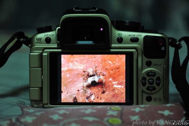 GH1+徠卡45微測試與5d2+百微和D700+105VR比較圖