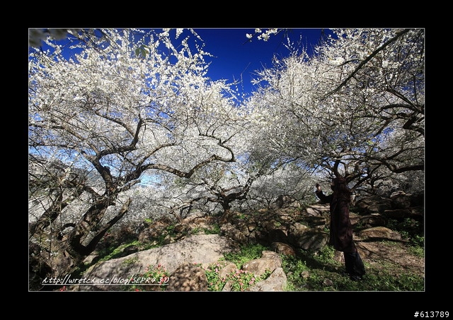 【賞梅】1/8 (五) 烏松崙‧柳家梅園踏雪尋梅(下雨取消)