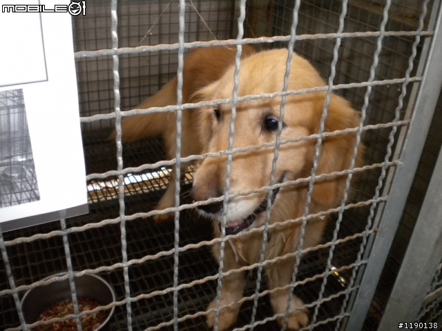 歡迎愛心認養(新竹縣收容所)----黃金獵犬--2/1已認養