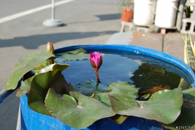 學甲～利達豆花