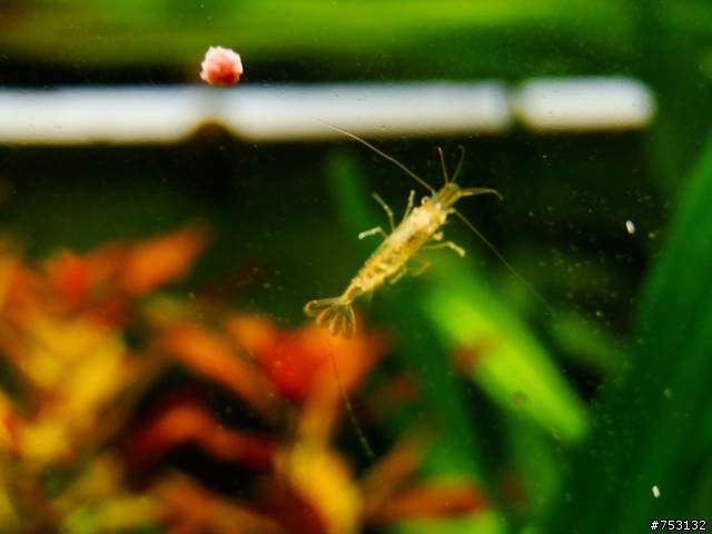 [水族]牛毛草原成景照(20009.11.22~2010.02.19)&新佈景開始。
