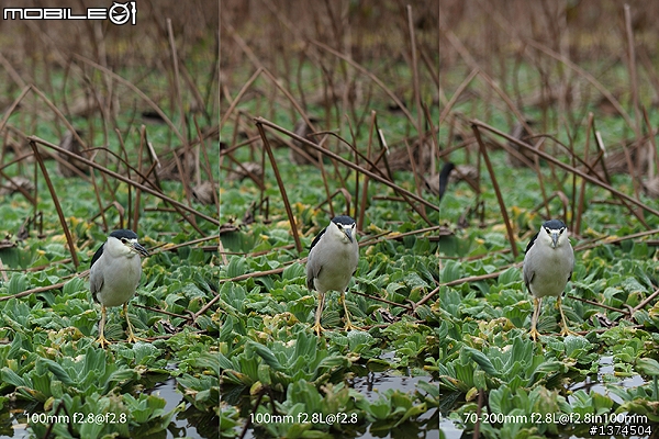 [舊的不去新的不來]EF 100mm f2.8 Macro USM VS EF 100mm f2.8L Macro IS USM