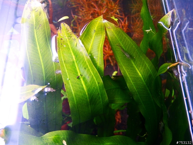 [水族]牛毛草原成景照(20009.11.22~2010.02.19)&新佈景開始。