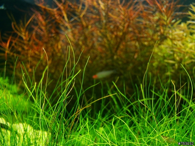 [水族]牛毛草原成景照(20009.11.22~2010.02.19)&新佈景開始。