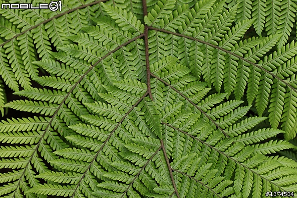 [舊的不去新的不來]EF 100mm f2.8 Macro USM VS EF 100mm f2.8L Macro IS USM