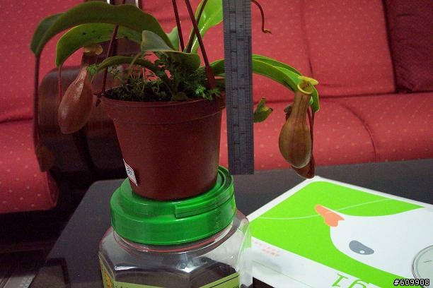 花市遇見豬籠草（圖喔）