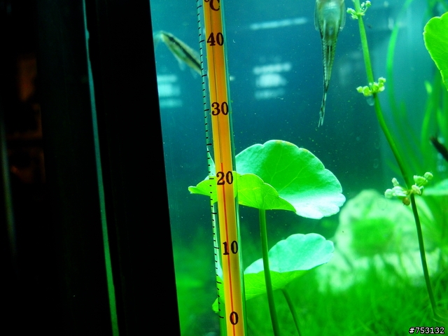 [水族]牛毛草原成景照(20009.11.22~2010.02.19)&新佈景開始。