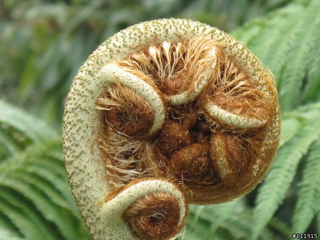偷得半日閑轉把半日遊:竹子湖海芋~二子坪~大屯山助航台