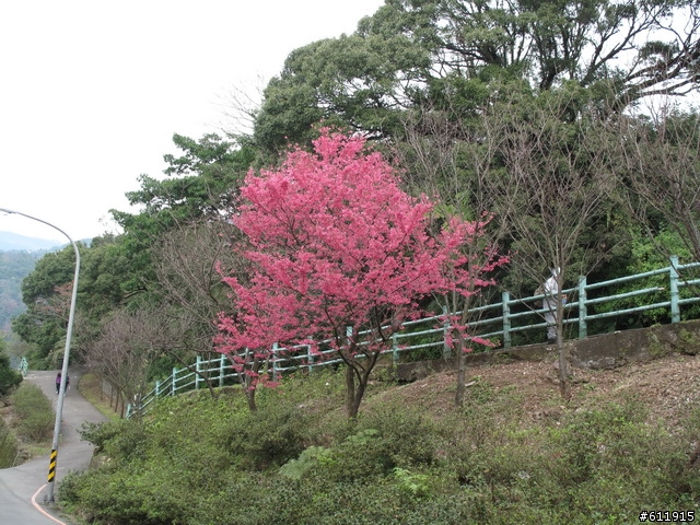 偷得半日閑轉把半日遊:竹子湖海芋~二子坪~大屯山助航台