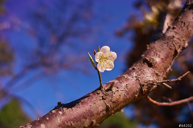 角板山行館。By DP2