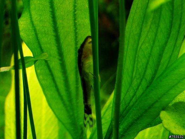 [水族]牛毛草原成景照(20009.11.22~2010.02.19)&新佈景開始。