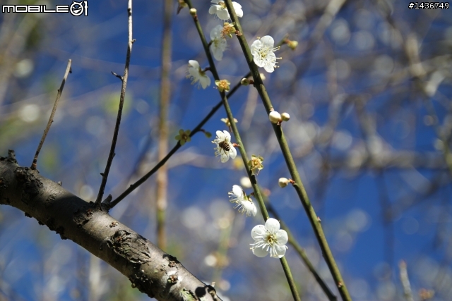 [開箱文] TAMRON B005 17-50mm F/2.8 VC for Canon