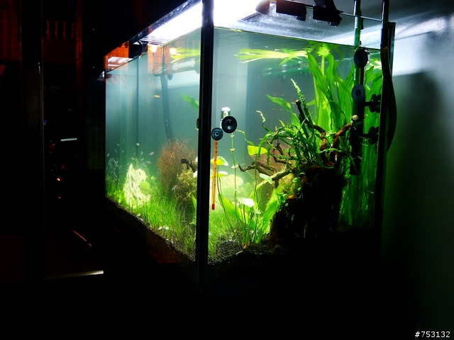 [水族]牛毛草原成景照(20009.11.22~2010.02.19)&新佈景開始。