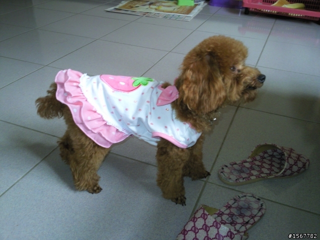 幫忙尋找愛犬(高雄縣大寮鄉)