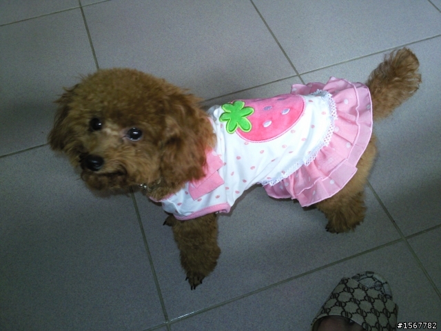 幫忙尋找愛犬(高雄縣大寮鄉)