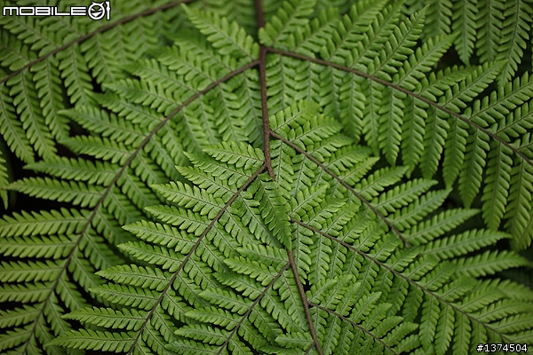 [舊的不去新的不來]EF 100mm f2.8 Macro USM VS EF 100mm f2.8L Macro IS USM