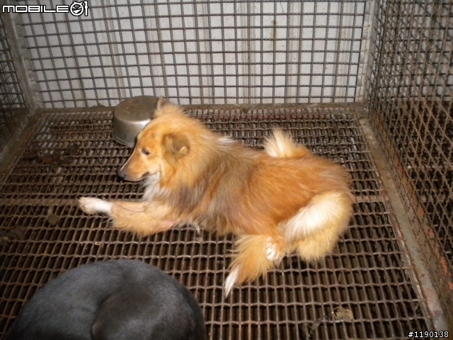 歡迎愛心認養(新竹縣收容所)----混喜樂蒂-已認養