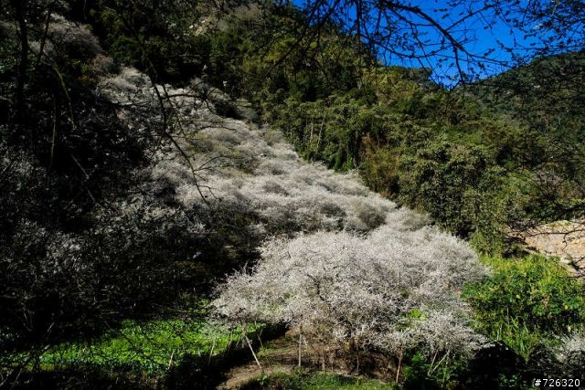 [分享] 400D + 17-40 柳家梅園和塔塔加的風景照