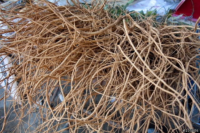 [分享] Voigtlander 20 F3.5 FOR canon 2011更新