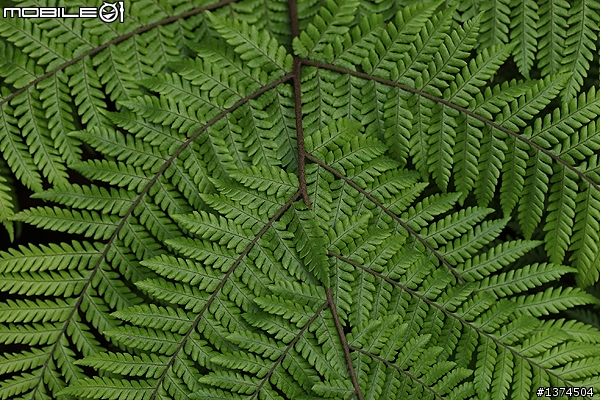 [舊的不去新的不來]EF 100mm f2.8 Macro USM VS EF 100mm f2.8L Macro IS USM