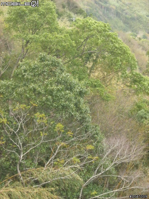 尖石-宇老-秀巒-石磊獨跑去(圖多慎入)