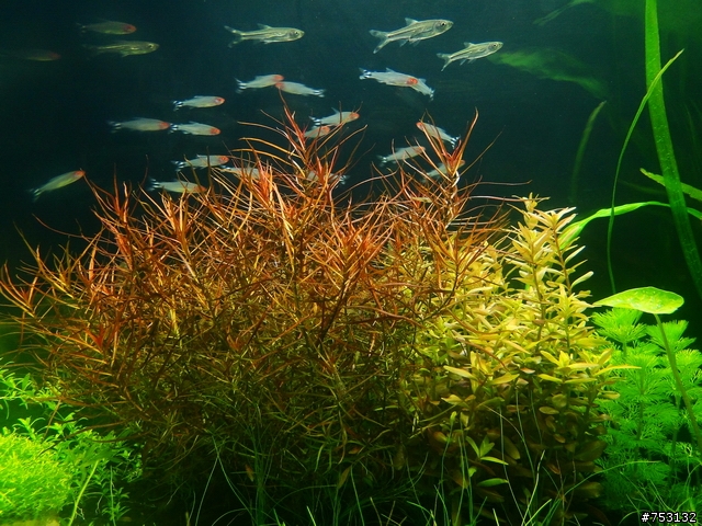 [水族]牛毛草原成景照(20009.11.22~2010.02.19)&新佈景開始。