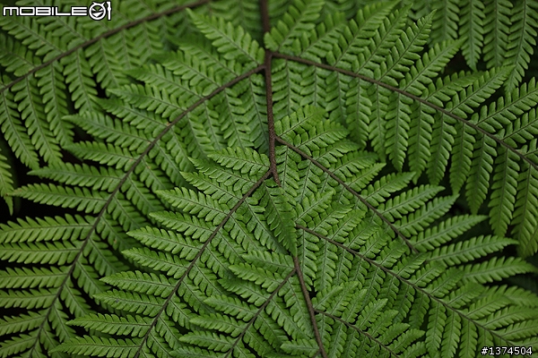 [舊的不去新的不來]EF 100mm f2.8 Macro USM VS EF 100mm f2.8L Macro IS USM