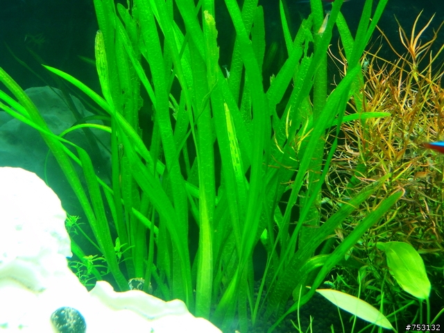[水族]牛毛草原成景照(20009.11.22~2010.02.19)&新佈景開始。