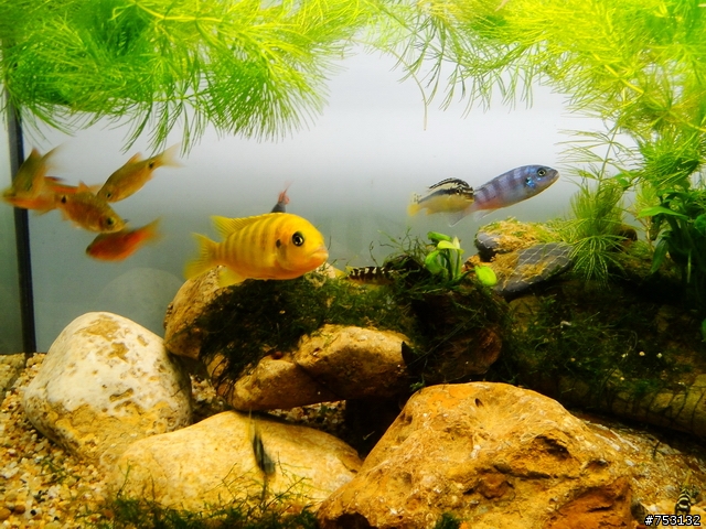 [水族]牛毛草原成景照(20009.11.22~2010.02.19)&新佈景開始。