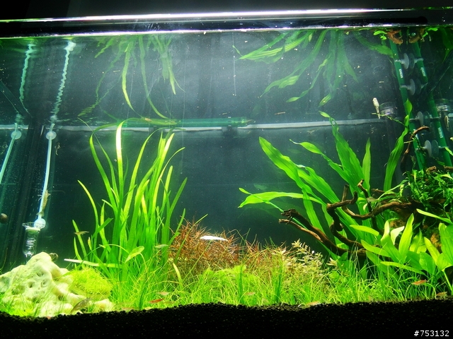 [水族]牛毛草原成景照(20009.11.22~2010.02.19)&新佈景開始。